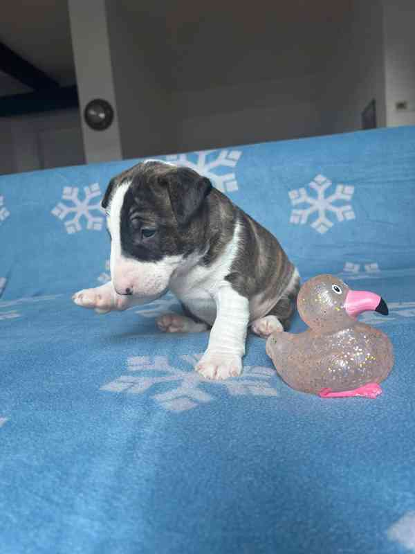 Miniaturní bulteriér - štěňátka s PP k rezervaci - foto 4