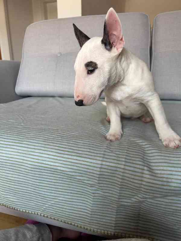 Miniaturní bulteriér - pejsek s PP  - foto 6