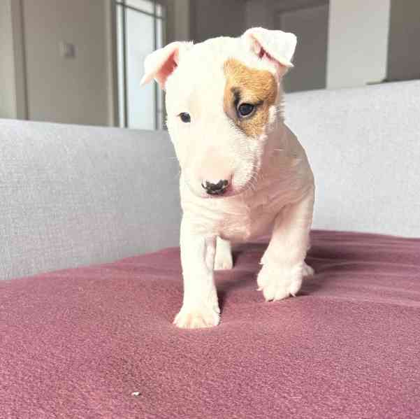 Miniaturní bulteriér - štěňátka s PP k rezervaci - foto 2