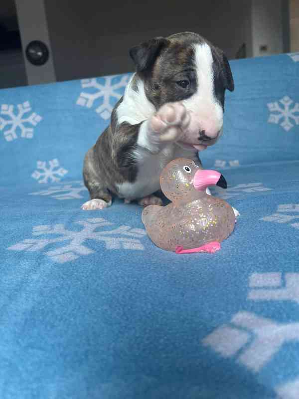 Miniaturní bulteriér - štěňátka s PP k rezervaci