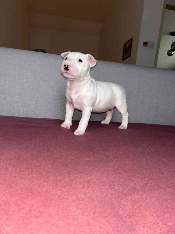 Miniaturní bulteriér - štěňátka s PP k rezervaci - foto 6