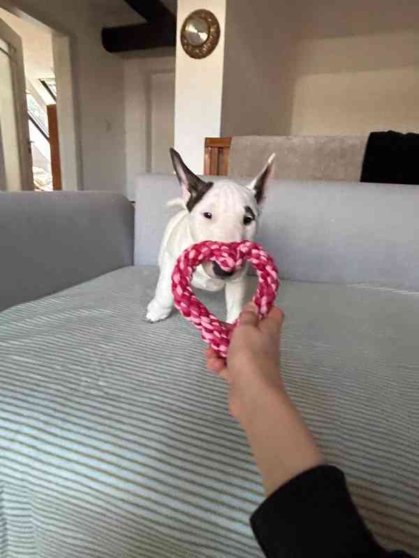 Miniaturní bulteriér - pejsek s PP  - foto 2