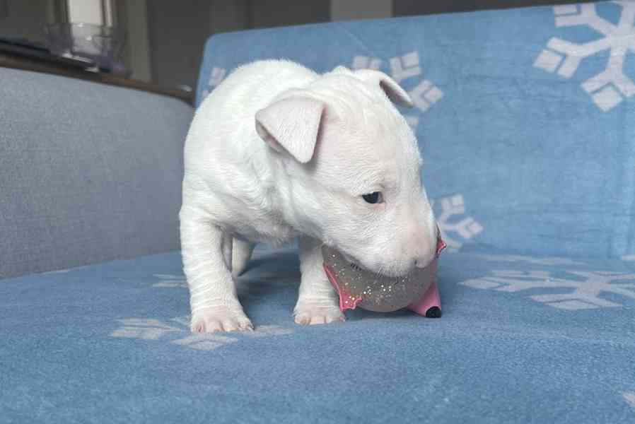 Miniaturní bulteriér - štěňátka s PP k rezervaci - foto 3