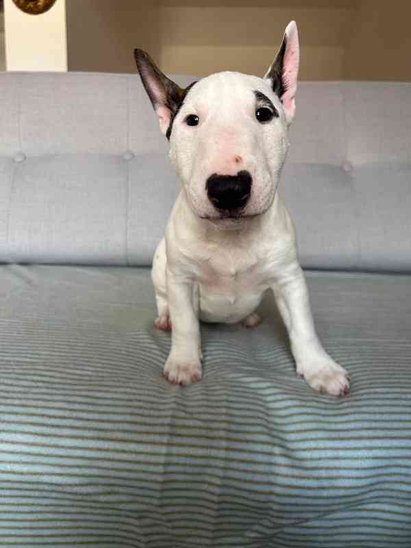 Miniaturní bulteriér - pejsek s PP  - foto 4