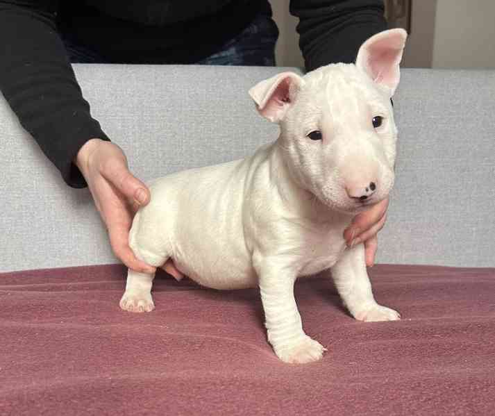 Miniaturní bulteriér - štěňátka s PP k rezervaci - foto 5