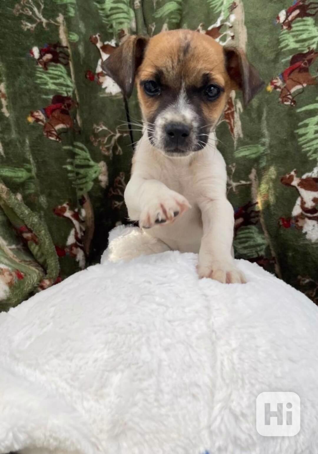 fenky a pejsky Jack Russell teriéra s PP - foto 1