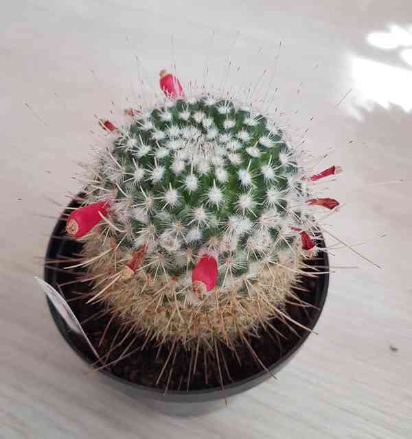 Prodám kaktus - foto 3
