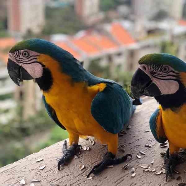 Ptactvo - foto 3