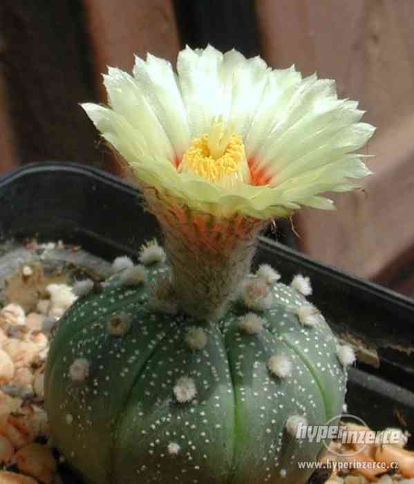 Kaktus Astrophytum asterias Tamaulipas - semena - foto 1