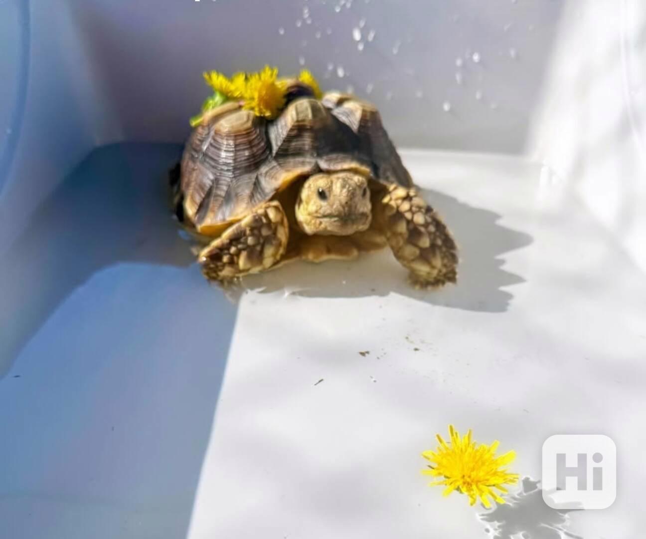 Želva sulcata k adopci - foto 1