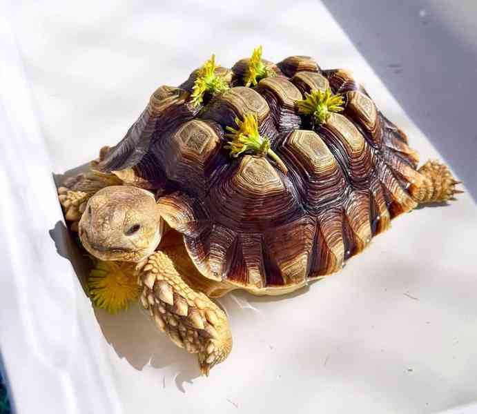 Želva sulcata k adopci - foto 4
