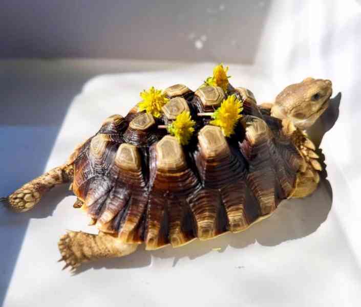 Želva sulcata k adopci - foto 2