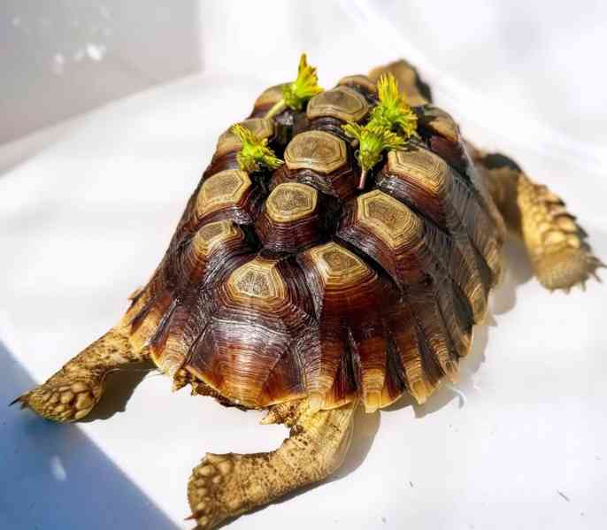 Želva sulcata k adopci - foto 3