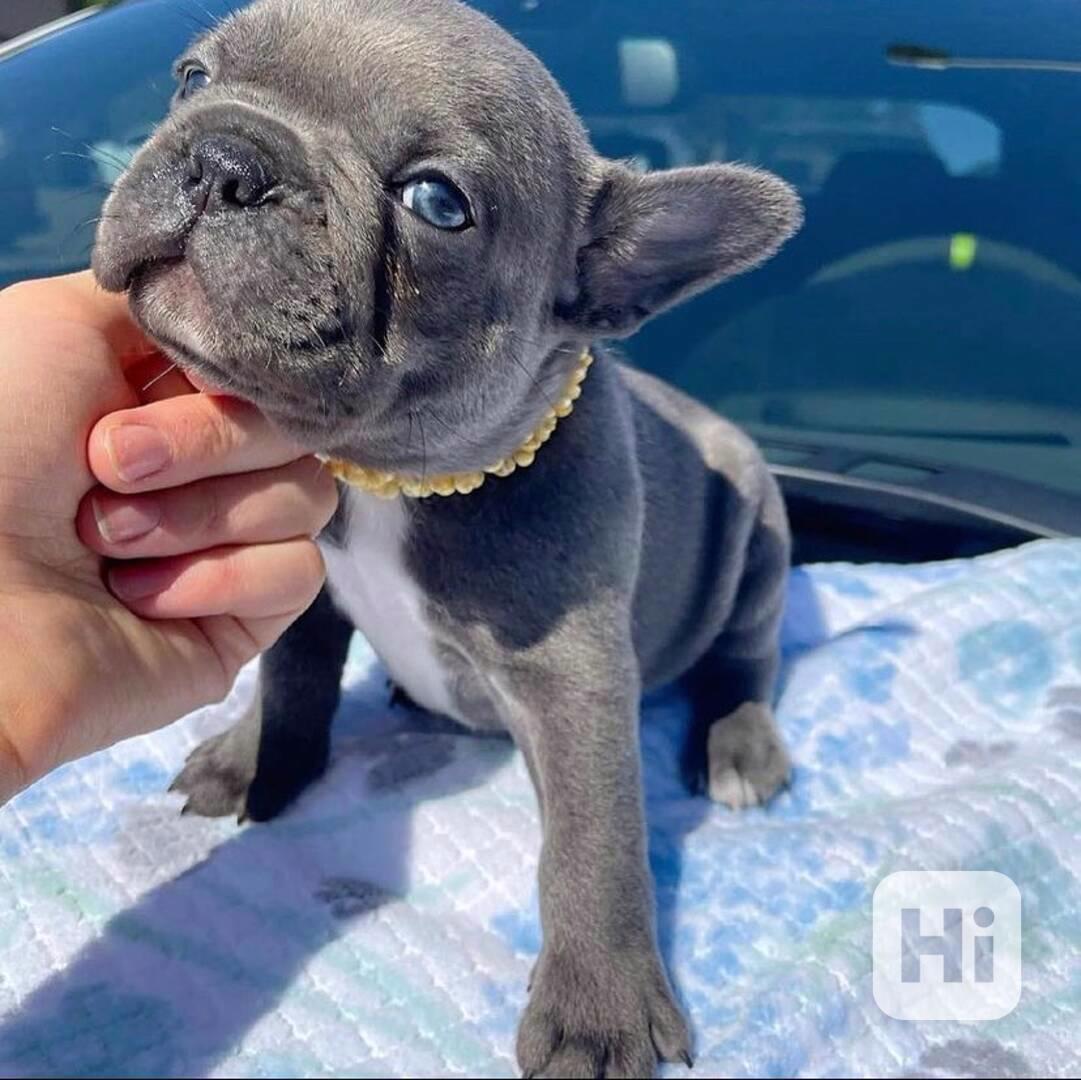 Tato rozkošná štěňátka francouzského buldočka  - foto 1