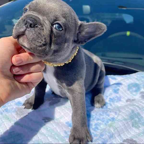 Tato rozkošná štěňátka francouzského buldočka 