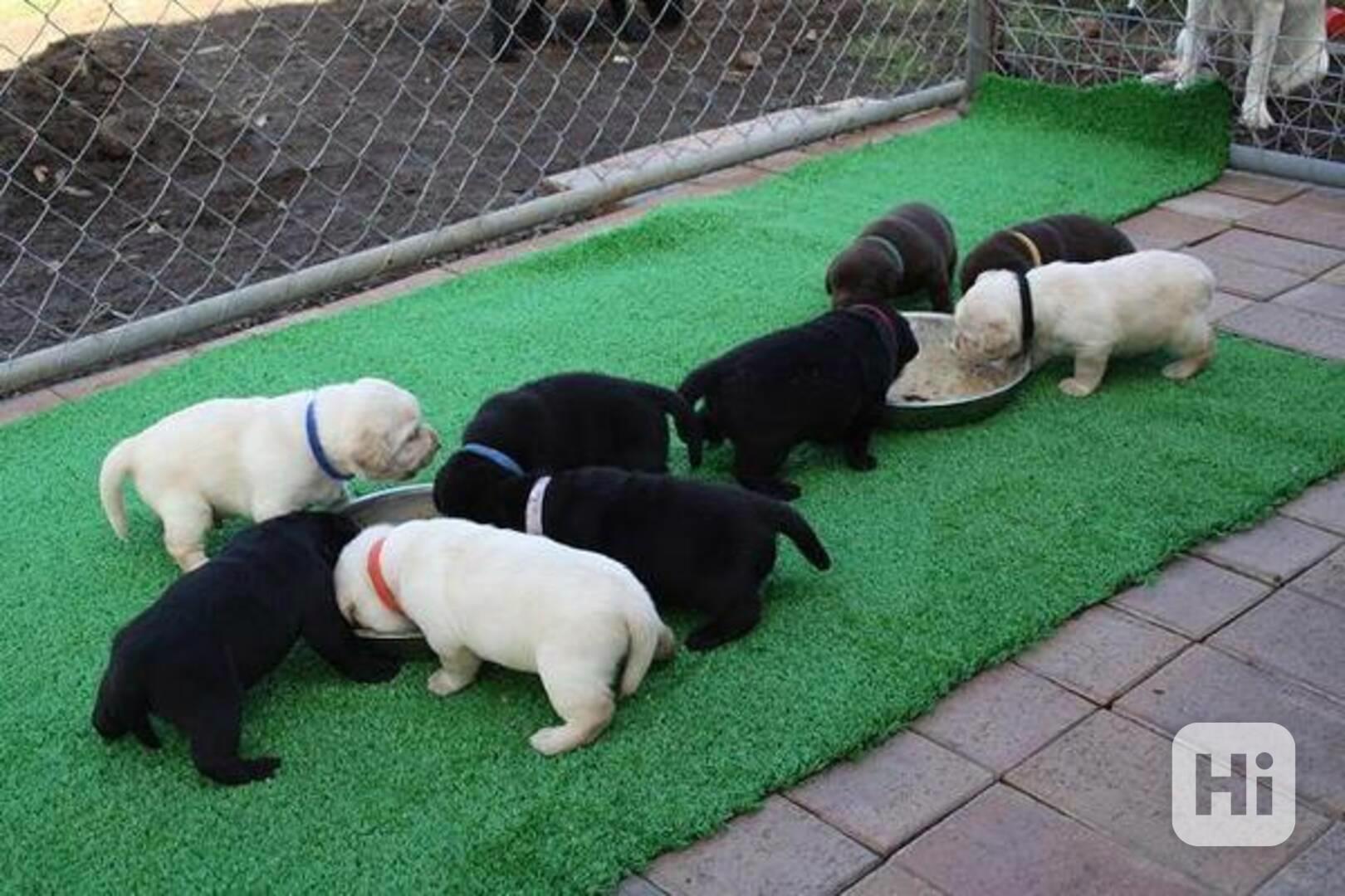 Pes labradorského retrívra s pp - foto 1