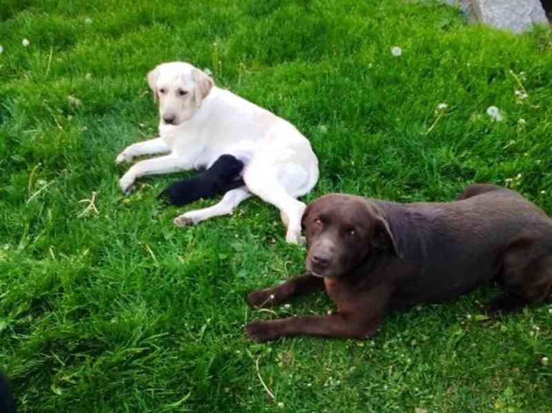 Pes labradorského retrívra s pp - foto 2