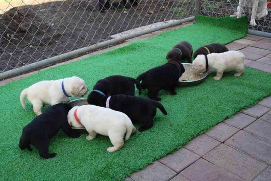 Pes labradorského retrívra s pp - foto 1