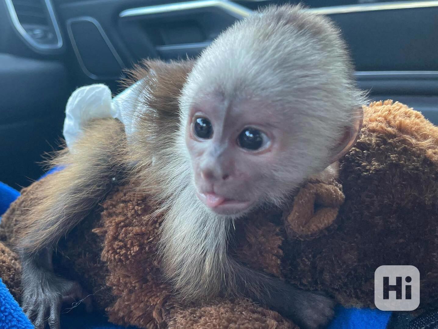 Přátelské kapucínské opice k adopci - foto 1