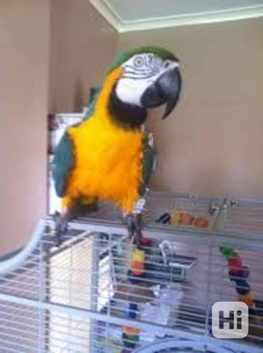 Mláďata modro-zlatých arů - foto 1