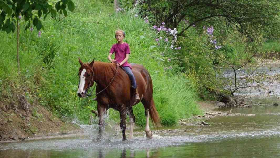 Horses for sale - foto 1