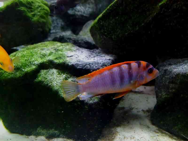 Jan - foto 11