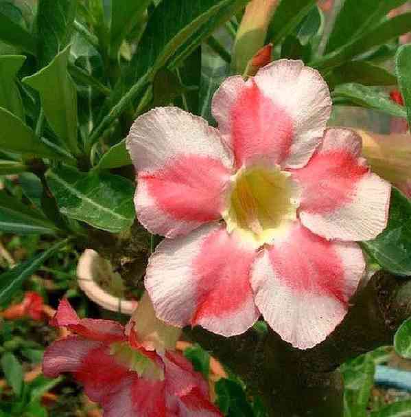 Adenium obesum 'beauty cloud' - semena