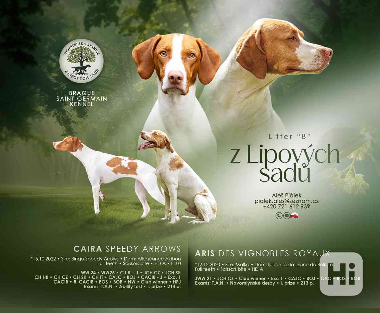 Saintgermainský ohař - foto 1