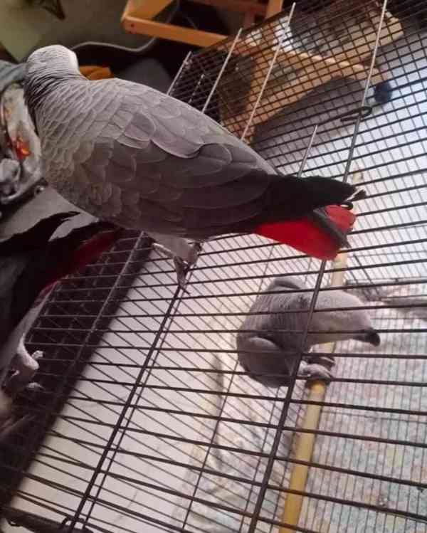 Mluvíme o afrických papoušcích šedých - foto 2