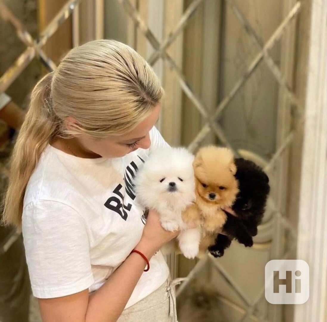 Snová miniaturní štěně k dispozici MINI POMERANIAN BOO - foto 1