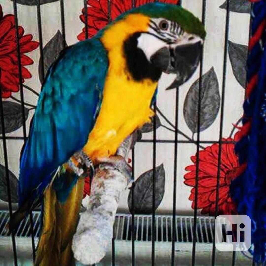 Prodám zdravý modrý a zlatý papoušek - foto 1