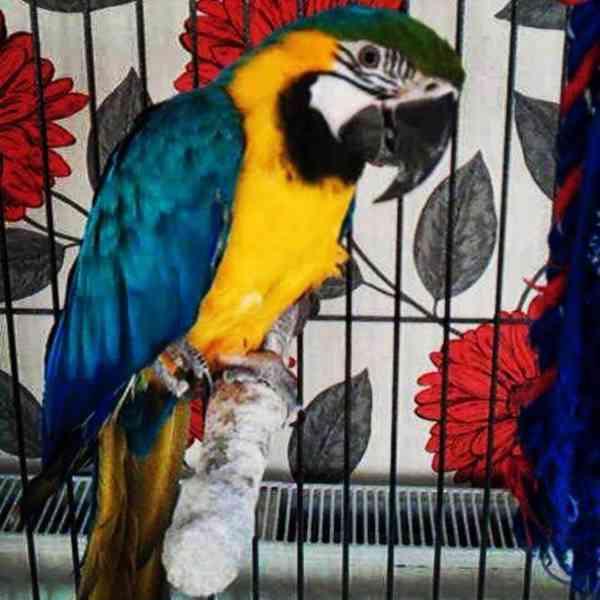 Prodám zdravý modrý a zlatý papoušek - foto 1