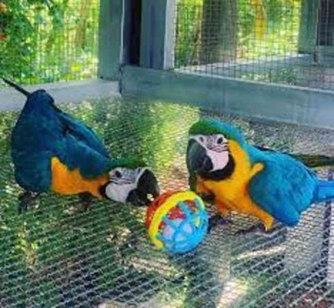 Prodám zdravý modrý a zlatý papoušek - foto 2