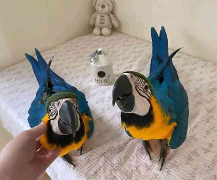  Zcela zdarma papoušci ara pro adopci zdarma  - foto 1