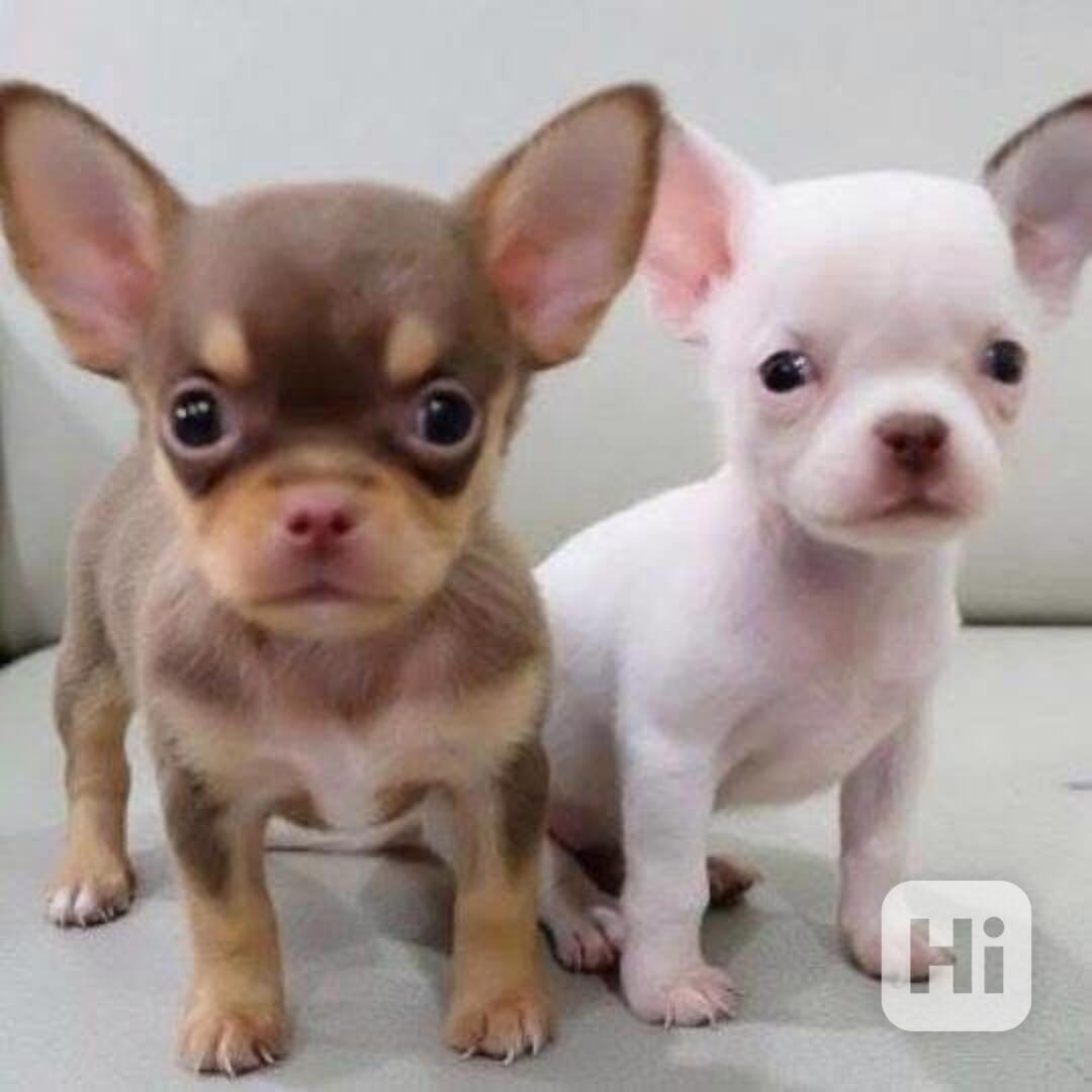 Štěňata čivavy k adopci - foto 1