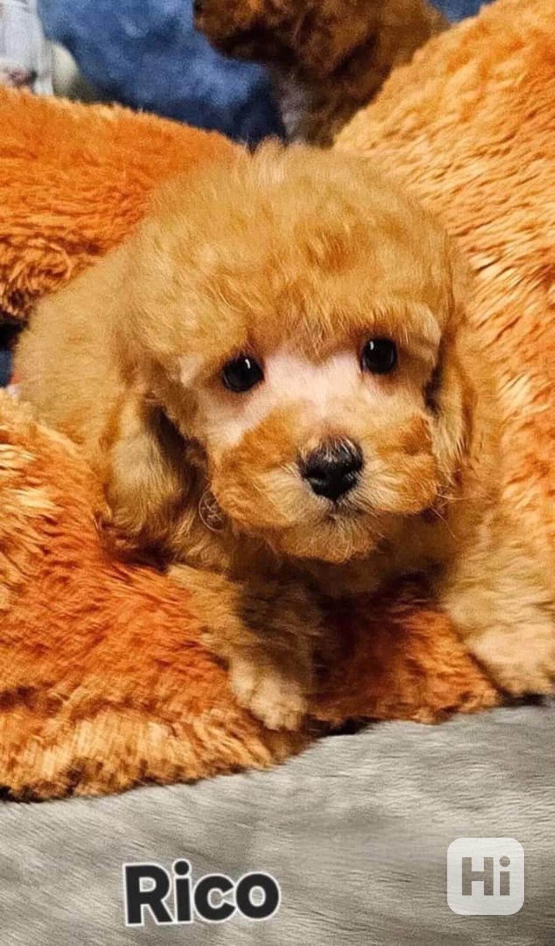 Vzácní toy pudlové připraveni k nastěhování! - foto 1