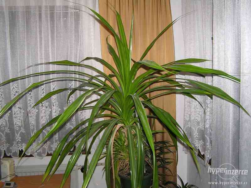 Pandanus veitchii - Pandán - foto 1