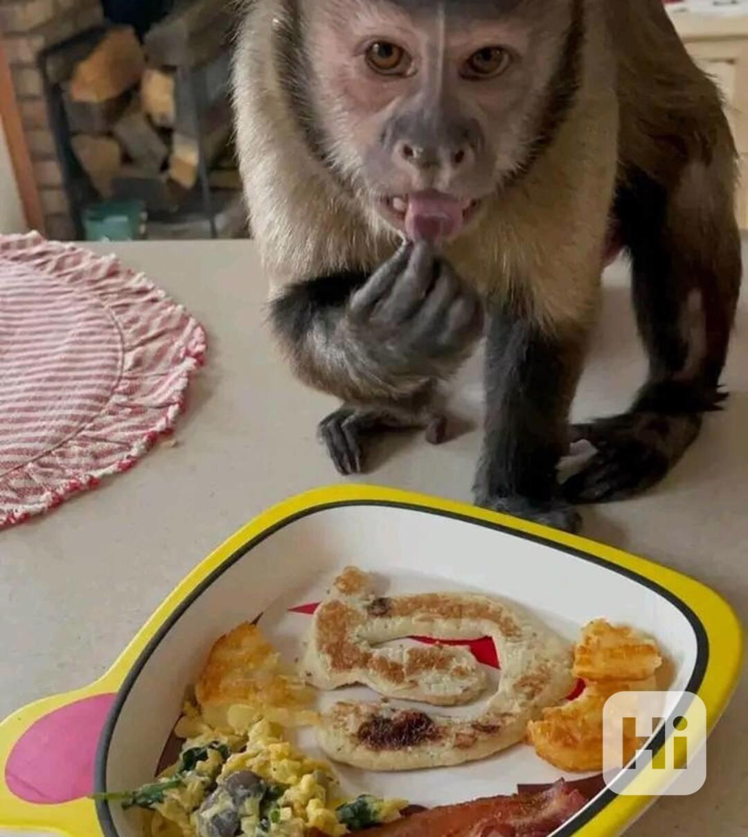  Kapucínský šašek je připraven vás pobavit. - foto 1