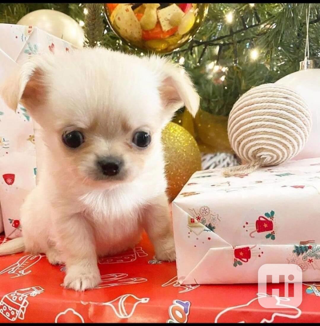 Rozkošná štěňata čivav, samci a samice, k adopci zdarma - foto 1
