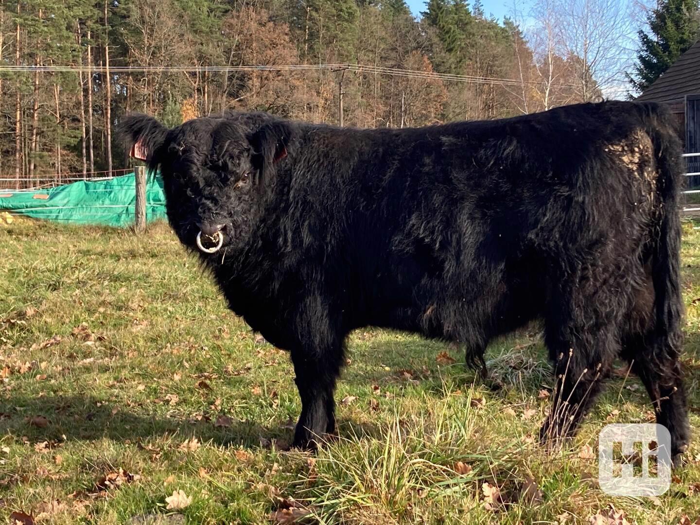 Prodám plemenného býka Galloway - foto 1