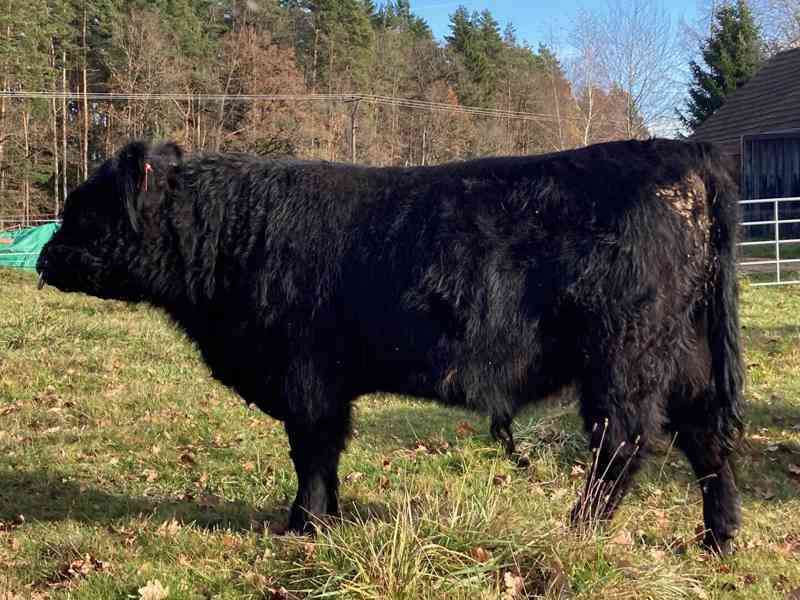 Prodám plemenného býka Galloway - foto 3