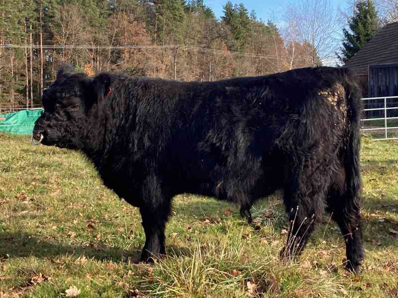 Prodám plemenného býka Galloway - foto 2