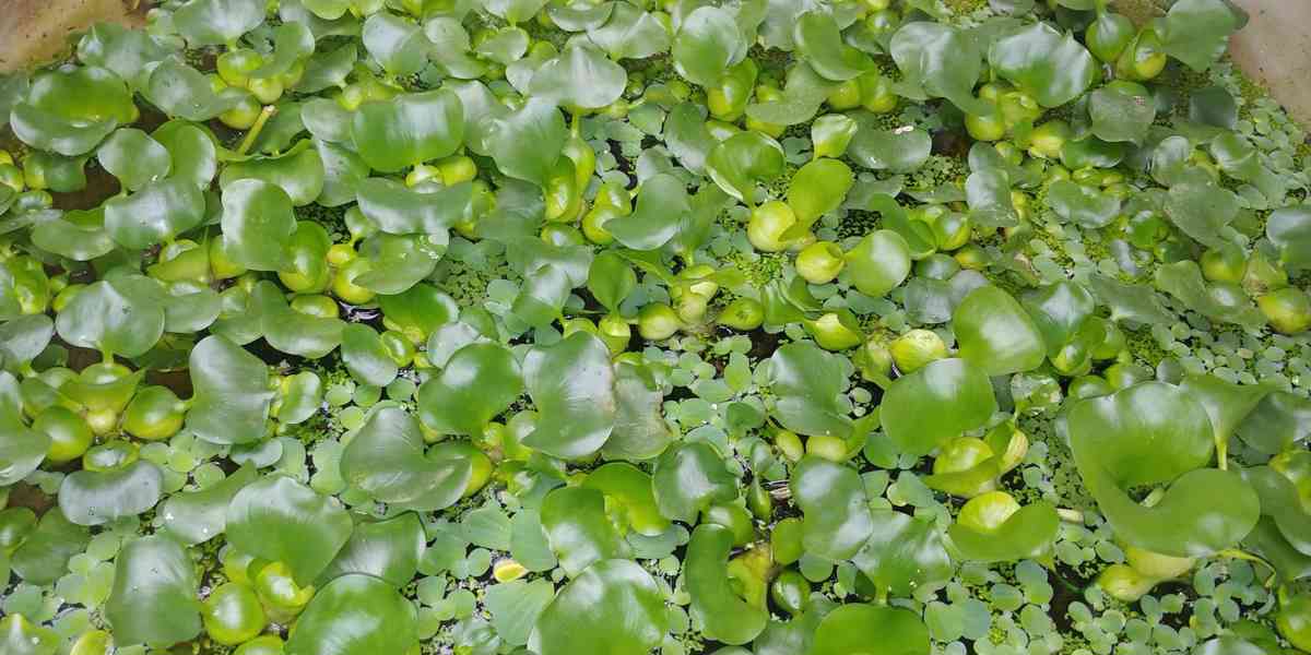 vodní hyacint-eichhornia grasipe - foto 2