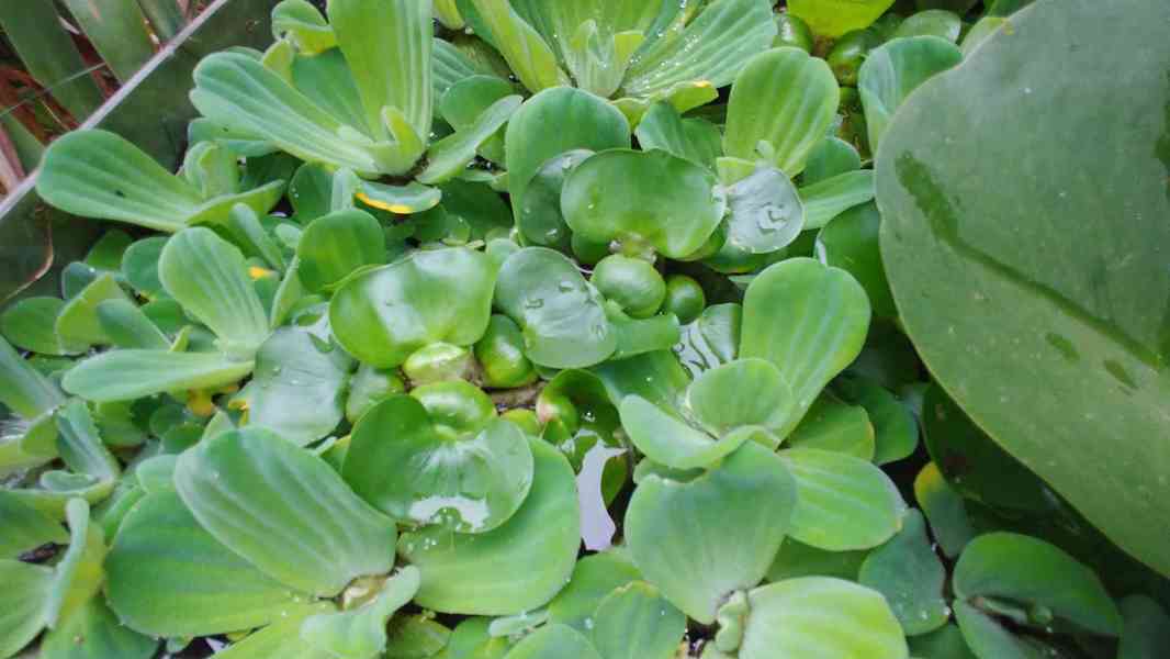 vodní hyacint-eichhornia grasipe - foto 3