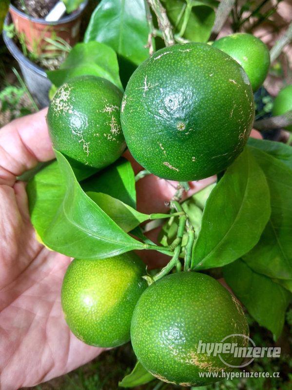 Mandarinkovník s dozrávajícími plody - foto 1