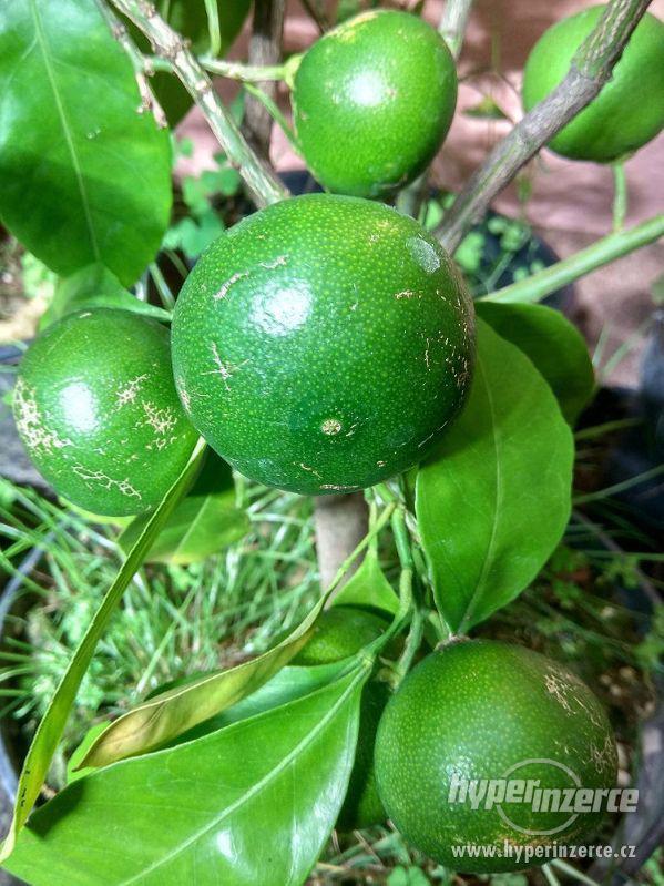 Mandarinkovník s dozrávajícími plody - foto 2