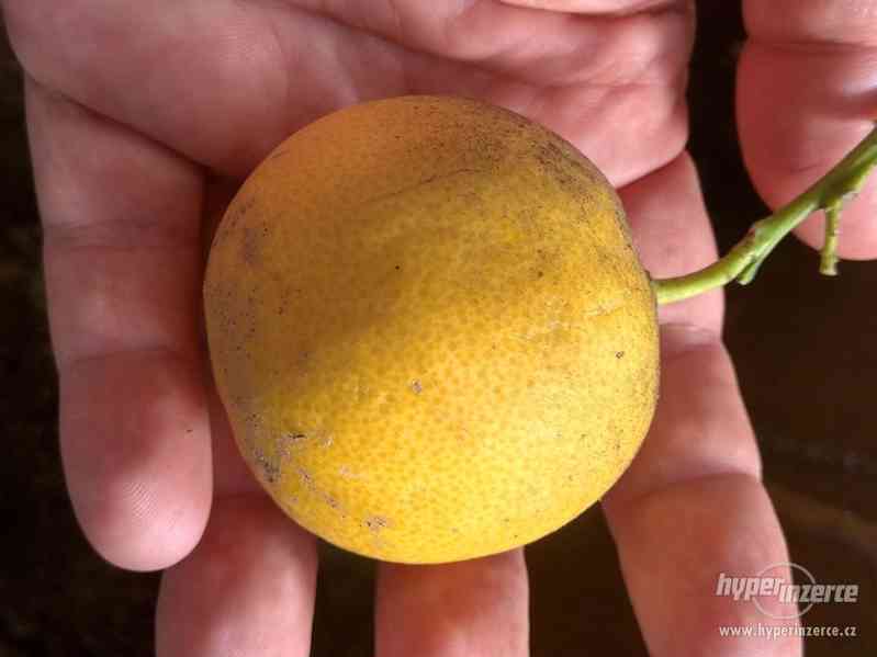 Mandarinkovník s dozrávajícími plody - foto 3