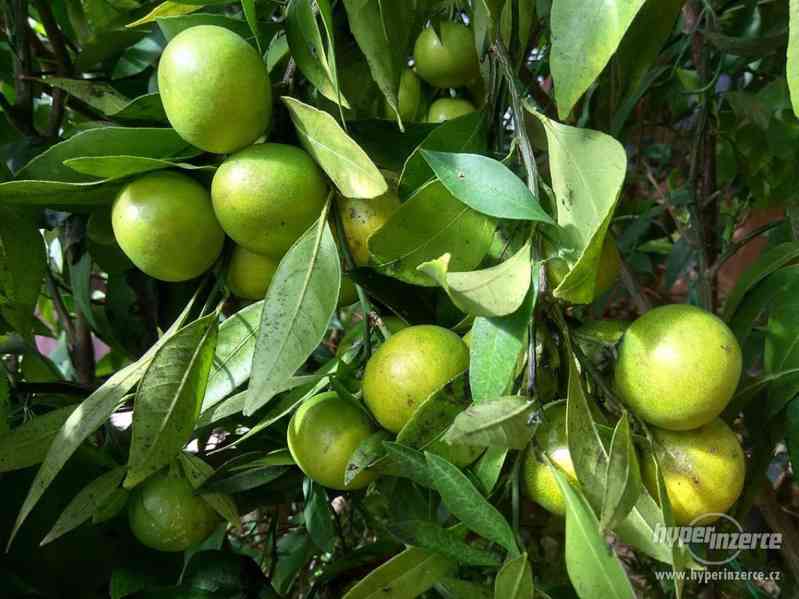 Mandarinkovník s dozrávajícími plody - foto 4