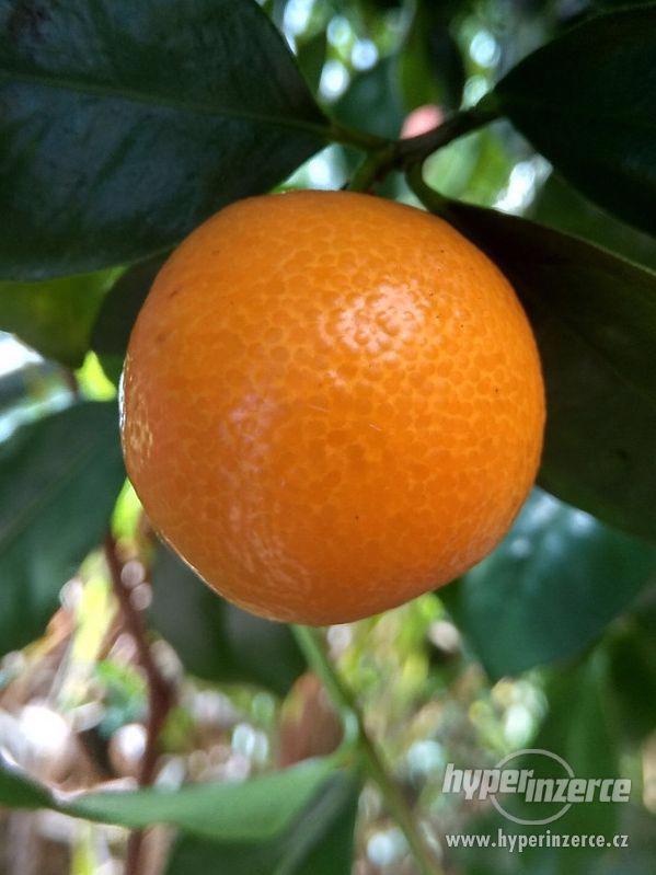 Mandarinkovník s dozrávajícími plody - foto 5