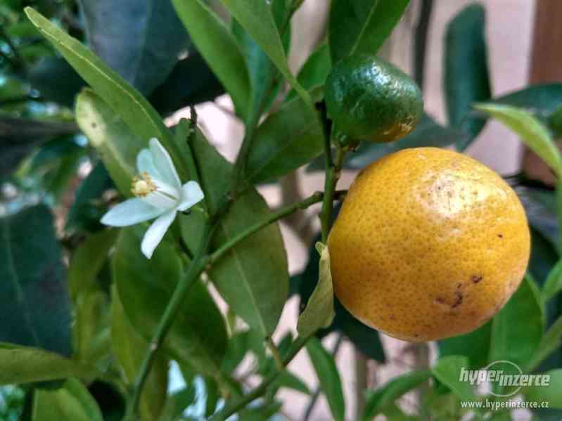 Mandarinkovník s dozrávajícími plody - foto 6